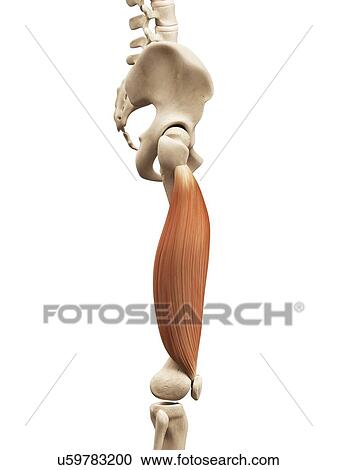 Leg muscles, illustration View Large Illustration Clipart - Leg muscles, illustration. Fotosearch