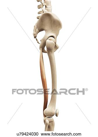 Clipart - Leg muscles, illustration. Fotosearch