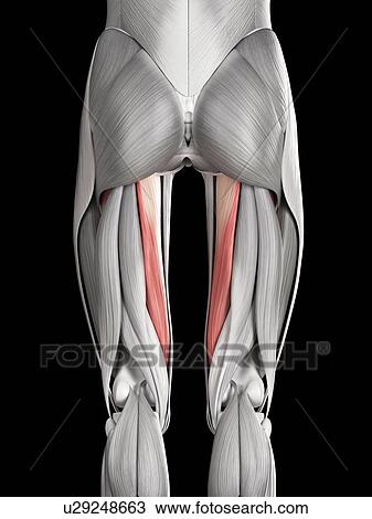 Leg muscles, illustration View Large Illustration Drawing - Leg muscles, illustration. Fotosearch