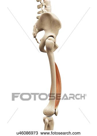 Leg muscles, illustration View Large Illustration Drawing - Leg muscles, illustration. Fotosearch