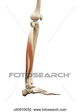 Drawing - Leg muscles, illustration. Fotosearch
