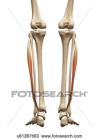Drawing - Leg muscles, illustration. Fotosearch