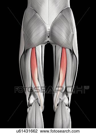 Leg muscles, illustration View Large Illustration Drawing - Leg muscles, illustration. Fotosearch