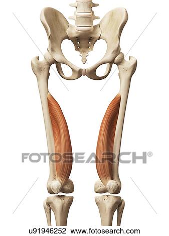 Drawing - Leg muscles, illustration. Fotosearch