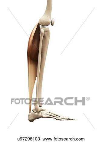 Drawing - Leg muscles, illustration. Fotosearch