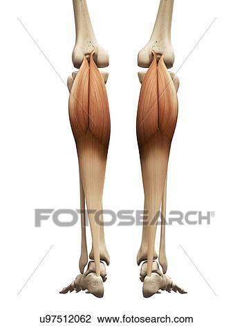 Leg muscles, illustration View Large Illustration Drawing - Leg muscles, illustration. Fotosearch
