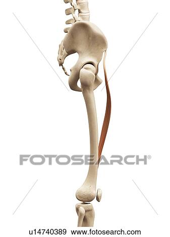 Leg muscles, illustration View Large Illustration Stock Illustration - Leg muscles, illustration. Fotosearch
