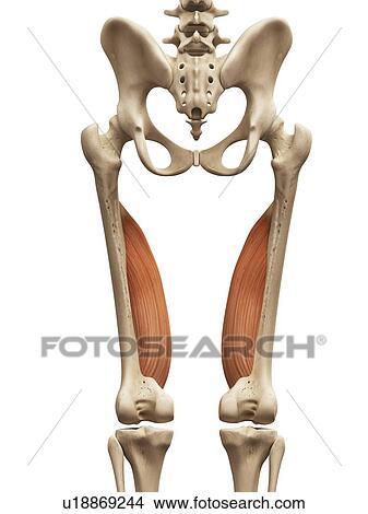 Leg muscles, illustration View Large Illustration Stock Illustration - Leg muscles, illustration. Fotosearch