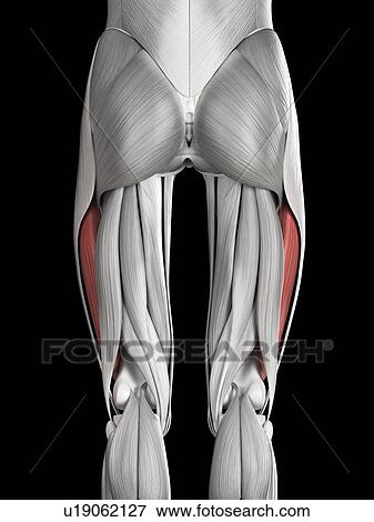 Stock Illustration - Leg muscles, illustration. Fotosearch