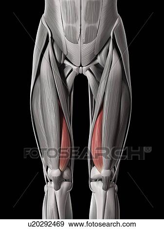 Stock Illustration - Leg muscles, illustration. Fotosearch