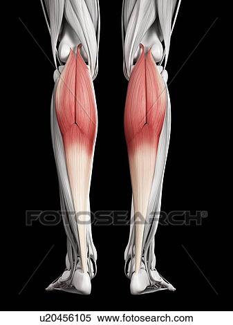 Leg muscles, illustration View Large Illustration Stock Illustration - Leg muscles, illustration. Fotosearch