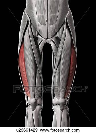 Leg muscles, illustration View Large Illustration Stock Illustration - Leg muscles, illustration. Fotosearch