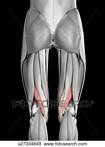 Leg muscles, illustration View Large Illustration Stock Illustration - Leg muscles, illustration. Fotosearch