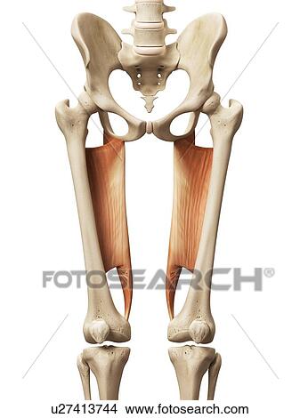 Leg muscles, illustration View Large Illustration Stock Illustration - Leg muscles, illustration. Fotosearch