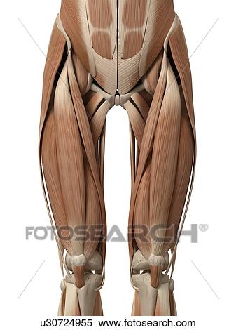 Leg muscles, illustration View Large Illustration Stock Illustration - Leg muscles, illustration. Fotosearch