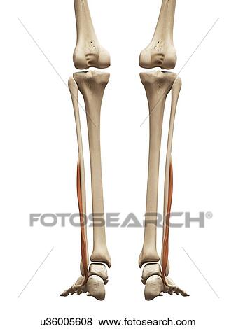 Stock Illustration - Leg muscles, illustration. Fotosearch