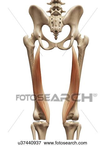 Leg muscles, illustration View Large Illustration Stock Illustration - Leg muscles, illustration. Fotosearch