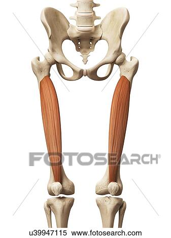 Leg muscles, illustration View Large Illustration Stock Illustration - Leg muscles, illustration. Fotosearch