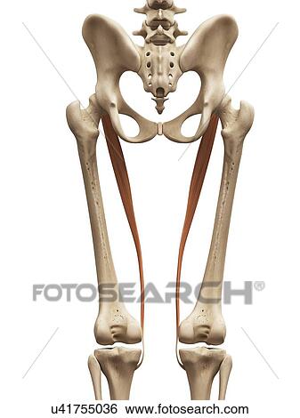 Leg muscles, illustration View Large Illustration Stock Illustration - Leg muscles, illustration. Fotosearch