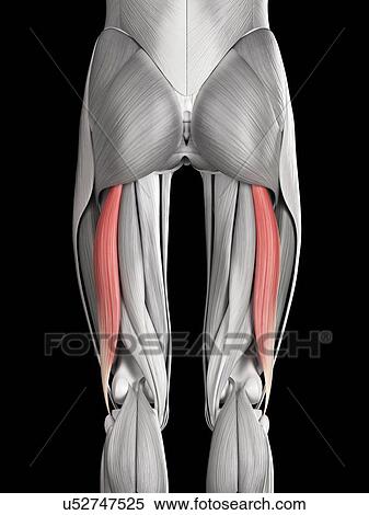Stock Illustration - Leg muscles, illustration. Fotosearch