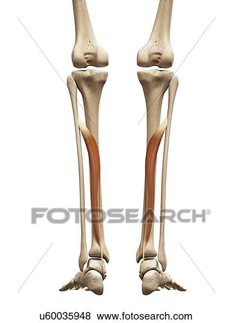 Stock Illustration - Leg muscles, illustration. Fotosearch