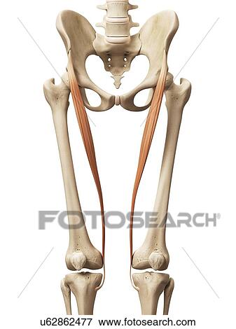 Leg muscles, illustration View Large Illustration Stock Illustration - Leg muscles, illustration. Fotosearch