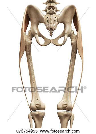 Leg muscles, illustration View Large Illustration Stock Illustration - Leg muscles, illustration. Fotosearch