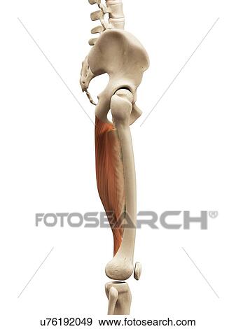 Leg muscles, illustration View Large Illustration Stock Illustration - Leg muscles, illustration. Fotosearch