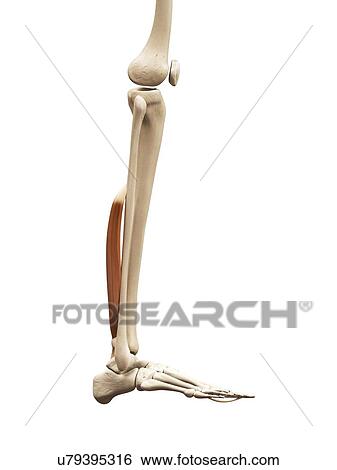 Leg muscles, illustration View Large Illustration Stock Illustration - Leg muscles, illustration. Fotosearch