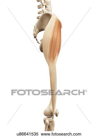 Leg muscles, illustration View Large Illustration Stock Illustration - Leg muscles, illustration. Fotosearch