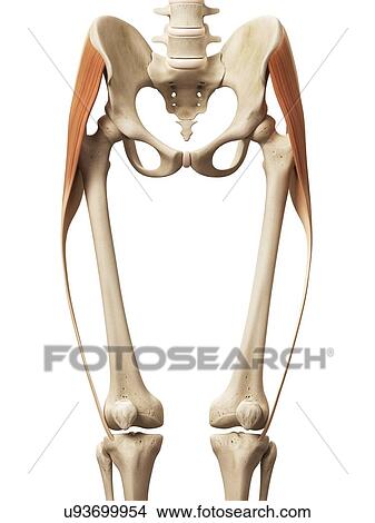 Leg muscles, illustration View Large Illustration Stock Illustration - Leg muscles, illustration. Fotosearch