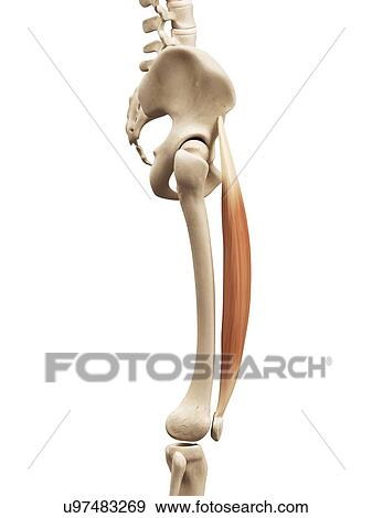 Leg muscles, illustration View Large Illustration Stock Illustration - Leg muscles, illustration. Fotosearch