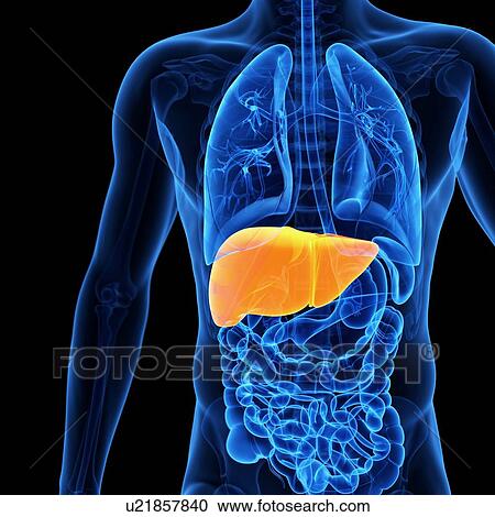 Liver, illustration View Large Illustration Clipart - Liver, illustration. Fotosearch