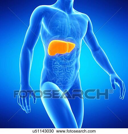 Liver, illustration View Large Illustration Clipart - Liver, illustration. Fotosearch