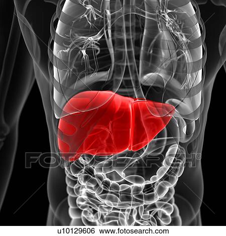 Stock Illustration - Liver, illustration. Fotosearch