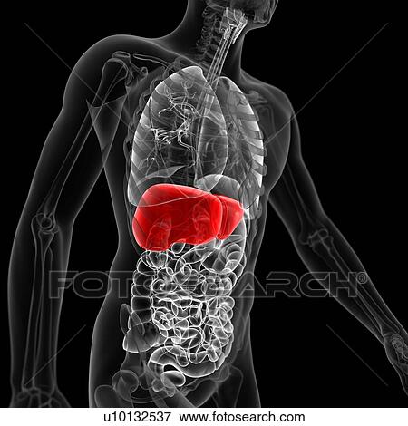 Liver, illustration View Large Illustration Stock Illustration - Liver, illustration. Fotosearch