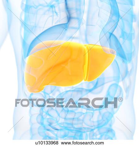 Liver, illustration View Large Illustration Stock Illustration - Liver, illustration. Fotosearch