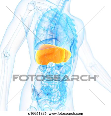 Stock Illustration - Liver, illustration. Fotosearch