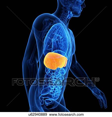 Stock Illustration - Liver, illustration. Fotosearch