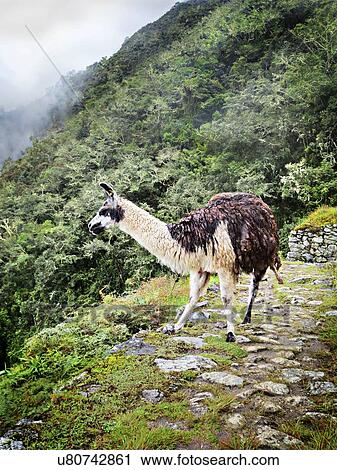 Stock Image - Llama on a Peruvian mountainside. Fotosearch