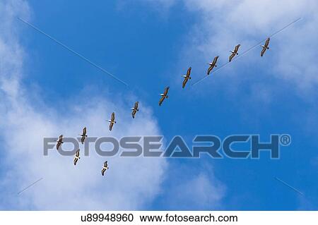 Stock Image - Low angle view of pelicans flying in formation, Los Angeles, California, USA. Fotosearch