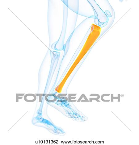 Lower leg bone, illustration View Large Illustration Drawing - Lower leg bone, illustration. Fotosearch