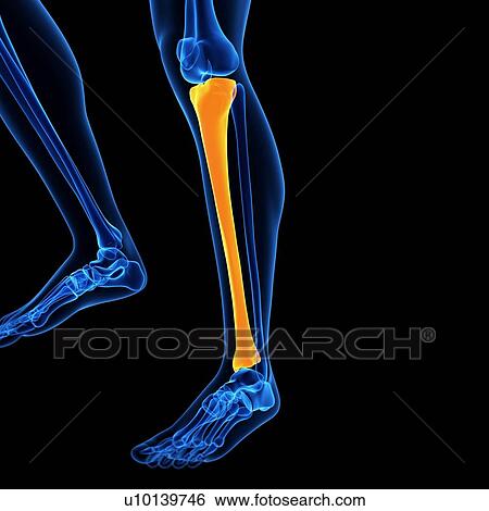 Stock Illustration - Lower leg bone, illustration. Fotosearch