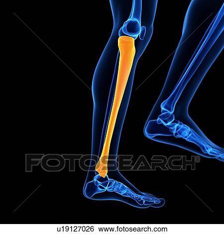 Stock Illustration - Lower leg bone, illustration. Fotosearch