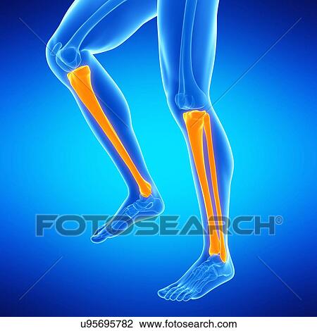 Drawing - Lower leg bones, illustration. Fotosearch