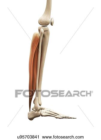 Lower leg muscles, illustration View Large Illustration Clip Art - Lower leg muscles, illustration. Fotosearch