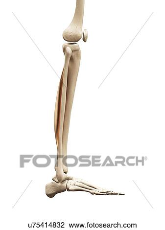 Lower leg muscles, illustration View Large Illustration Drawing - Lower leg muscles, illustration. Fotosearch