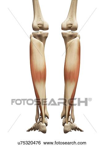 Lower leg muscles, illustration View Large Illustration Stock Illustration - Lower leg muscles, illustration. Fotosearch