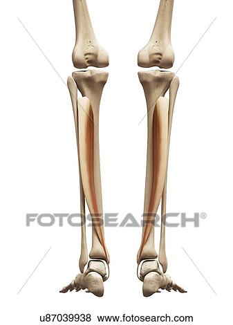 Stock Illustration - Lower leg muscles, illustration. Fotosearch