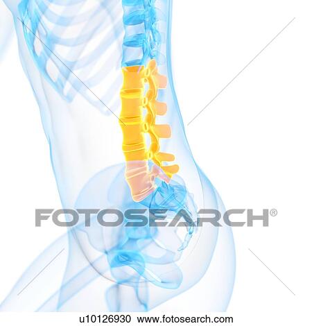 Lumbar spine, illustration View Large Illustration Clipart - Lumbar spine, illustration. Fotosearch